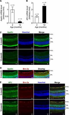 Endogenous Apelin Is Protective Against Age-Associated Loss of Retinal Ganglion Cells in Mice